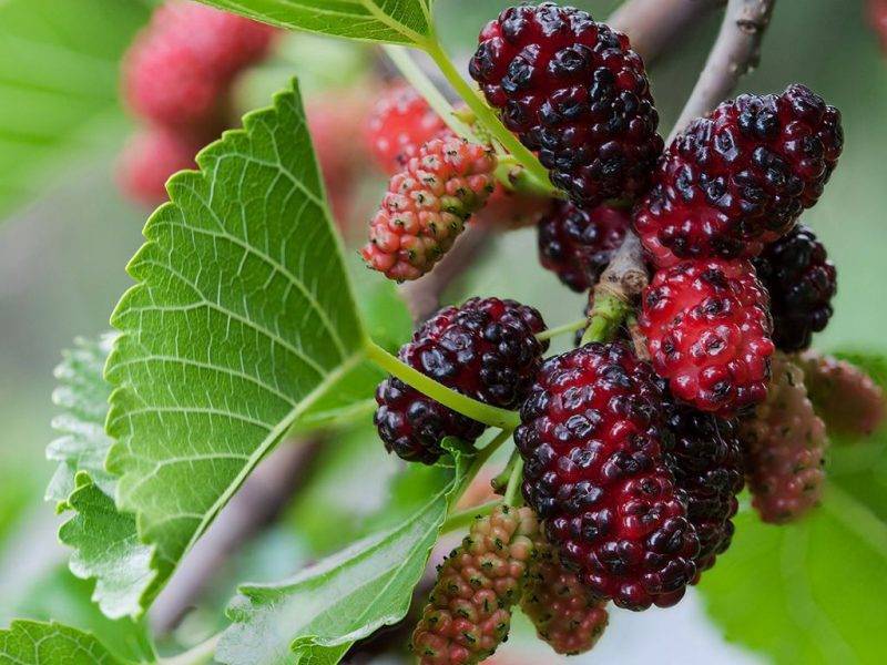 Шелковица купить саженцы из питомнике в Чайковском