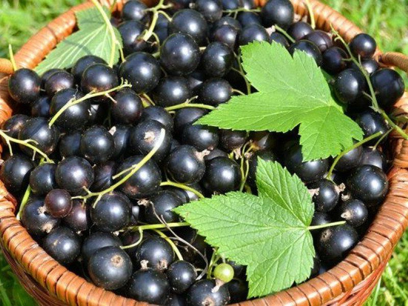 Смородина купить саженцы из питомника в Чайковском
