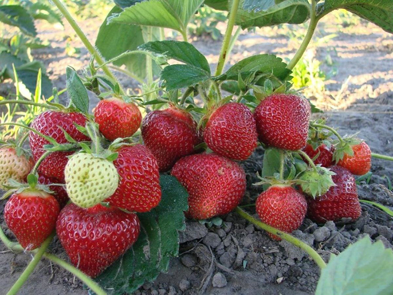 Клубника купить саженцы из питомника в Чайковском