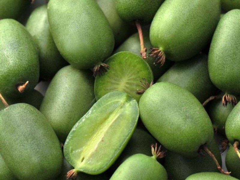 Актинидия купить саженцы из питомнике в Чайковском