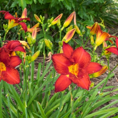 Лилейник "ЧИКАГО АПАЧИ"