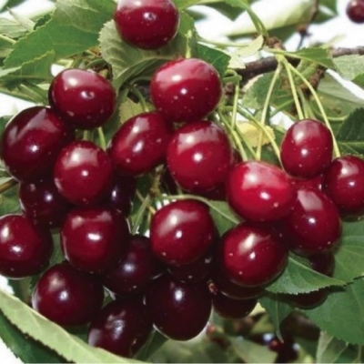 Черешня "ТЮТЧЕВКА"