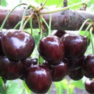 Черешня "ЯРОСЛАВНА"