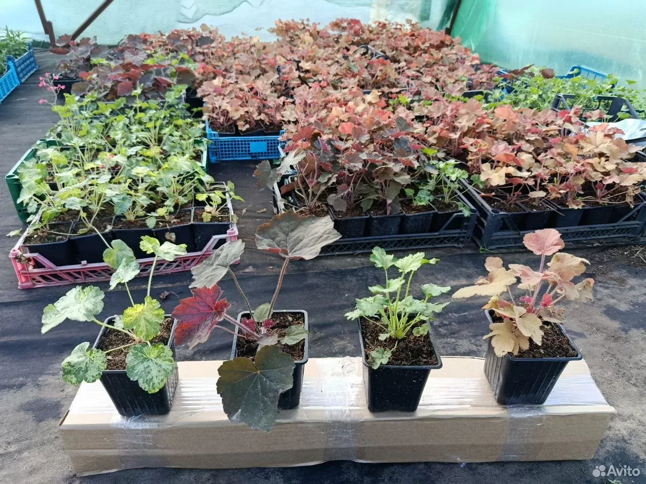 Гейхера Биг Топ Бронз