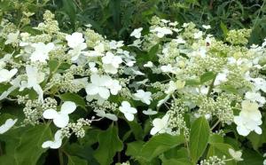 Гортензия "БАБОЧКА" (Butterfly)