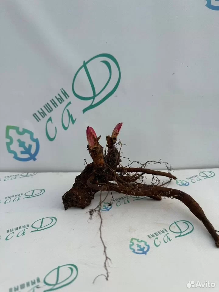 Пион "КОРИНА ВЕРСАН"
