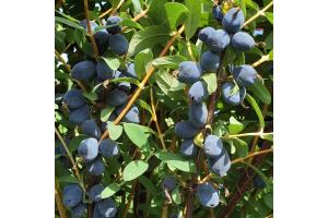 Жимолость "БОРЕАЛ БЬЮТИ"