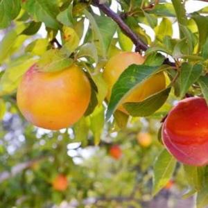 Слива "ПЕРСИКОВАЯ МИЧУРИНА" поздняя  (срок созревания конец августа - начало сентября)