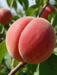 Персик "ФЛЕМИНГ ФЬЮРИ" поздний (срок созревания сентябрь-октябрь)
