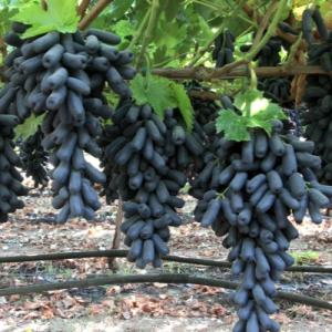 Виноград "АВАТАР"
