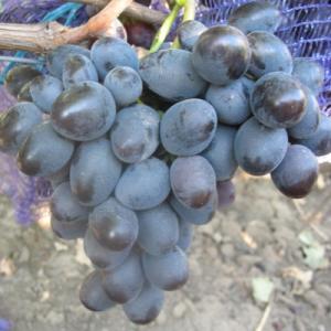 Виноград "МАВР"